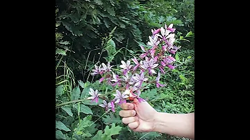 Ясенец. Неопалимая купина