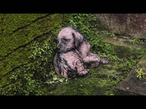 STRAY PAWS - YouTube