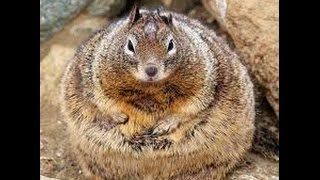 the world's fattest animal's