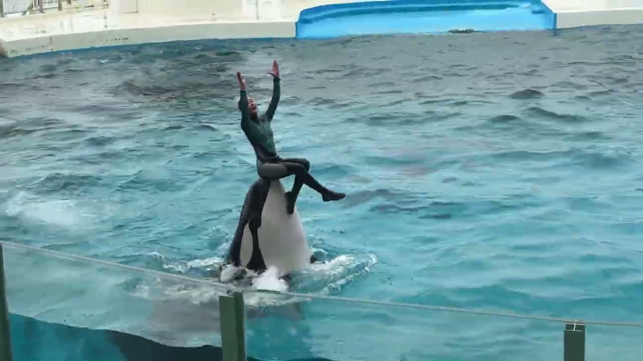 鴨川シーワールド　シャチパフォーマンス【2025.05.24】