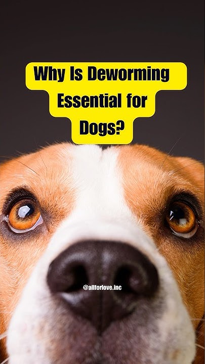 Top 5 Reasons Why You Should Deworm Your Dog shorts doglovers top-5-reasons-why-you-should-deworm-your-dog-shorts-doglovers