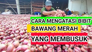 cara mengatasi bibit bawang merah yang busuk