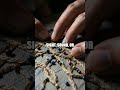 The Silent Knot Mastery