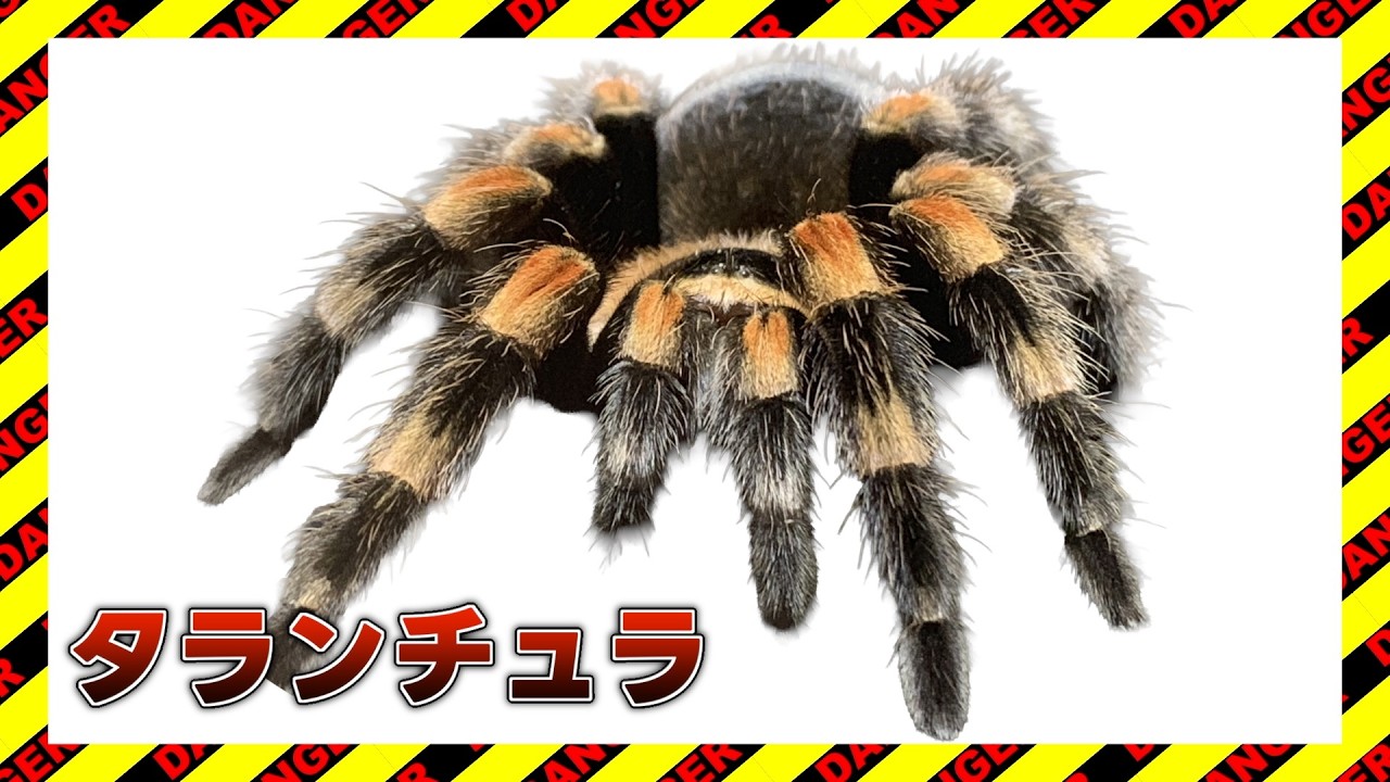 【危険生物23種類】きけんせいぶつたちがボールに大変身！【危険生物知育アニメ】タランチュラ サメ ライオンなど人気の生き物が大集合☆