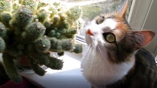 Кому нужен цветущий кактус? Кому нужен цветущий кактус?