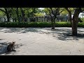 【Live】Day walk in Hiroshima park of Peace and Hiroshima castle.