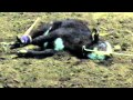 Grand national rodeo cruelty  calf roping  scared eyes