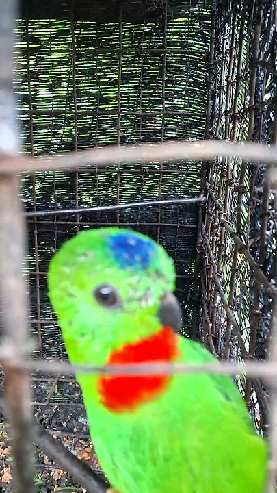 serindit memanggil padu mantap..@bietuschannel