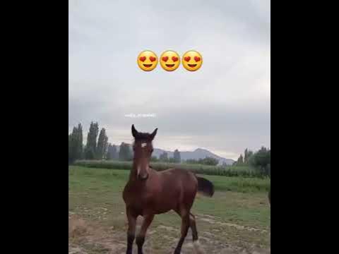 Лошадь 🐎 🐴 🎠 🐎 🐴 - YouTube
