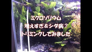 ミクロソリウム　増えすぎ＆シダ病？　トリミングします