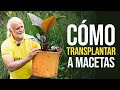 APRENDE A TRANSPLANTAR PLANTAS A MACETAS 🪴 *de forma orgánica* | Jairo Restrepo Rivera 🐮🌿