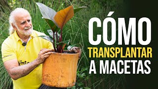 APRENDE A TRANSPLANTAR PLANTAS A MACETAS 🪴 *de forma orgánica* | Jairo Restrepo Rivera 🐮🌿 by Jairo Restrepo Rivera 12,674 views 1 year ago 8 minutes, 10 seconds