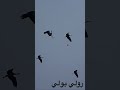 صيد طائر الكركي او الرهو Bird Reels Nature Viralreels Crane الكركي Hunting 
