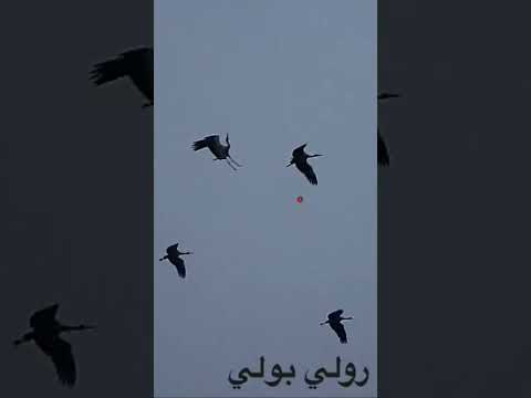 صيد طائر الكركي او الرهو      الكركي 