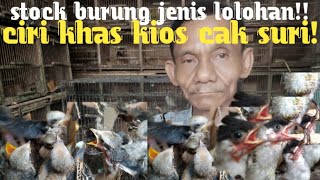 stock burung jenis lolohan!! ciri has kios cak suri!