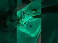 LED Faucet Light Bathroom, Kitchen &amp; Office, No Batteries Required