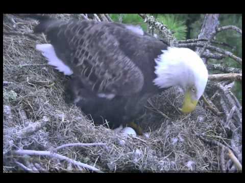 aef nefl eagle nest it s pip day congrats romeo and aef nefl eagle nest it s pip day congrats romeo and