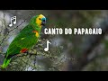 Canto do Papagaio / Papagaio Verdadeiro / Curau | Turquoise-fronted Parrot | Amazona Aestiva
