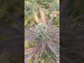 #starburster #mobland #plants #flowers #nature #farm #organic