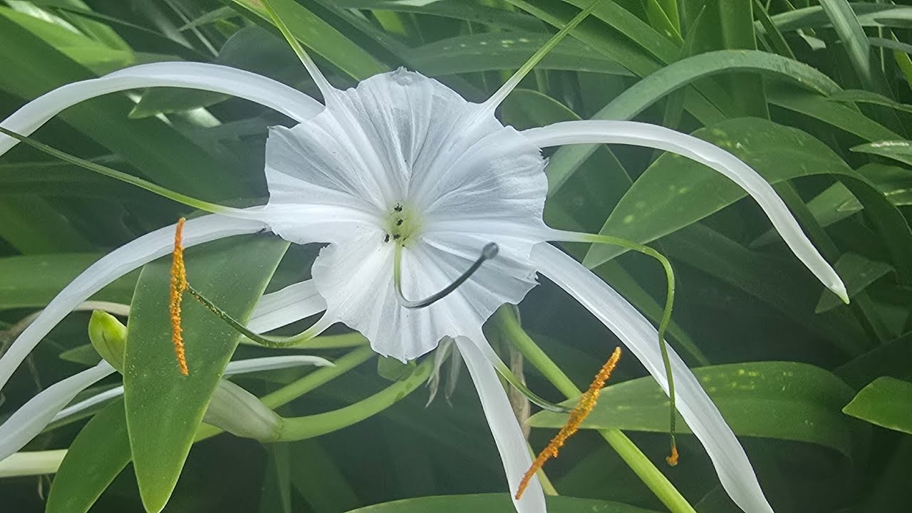 Aguapé – Valdinei Nascimento por Marta Leão e Ulysses Factum – Nancy Viegas INSCREVER-SE SUBSCRIBE