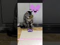 cat blind movement subscribe to my channel #shorts #cat Comedy #crystal sky #subscribe