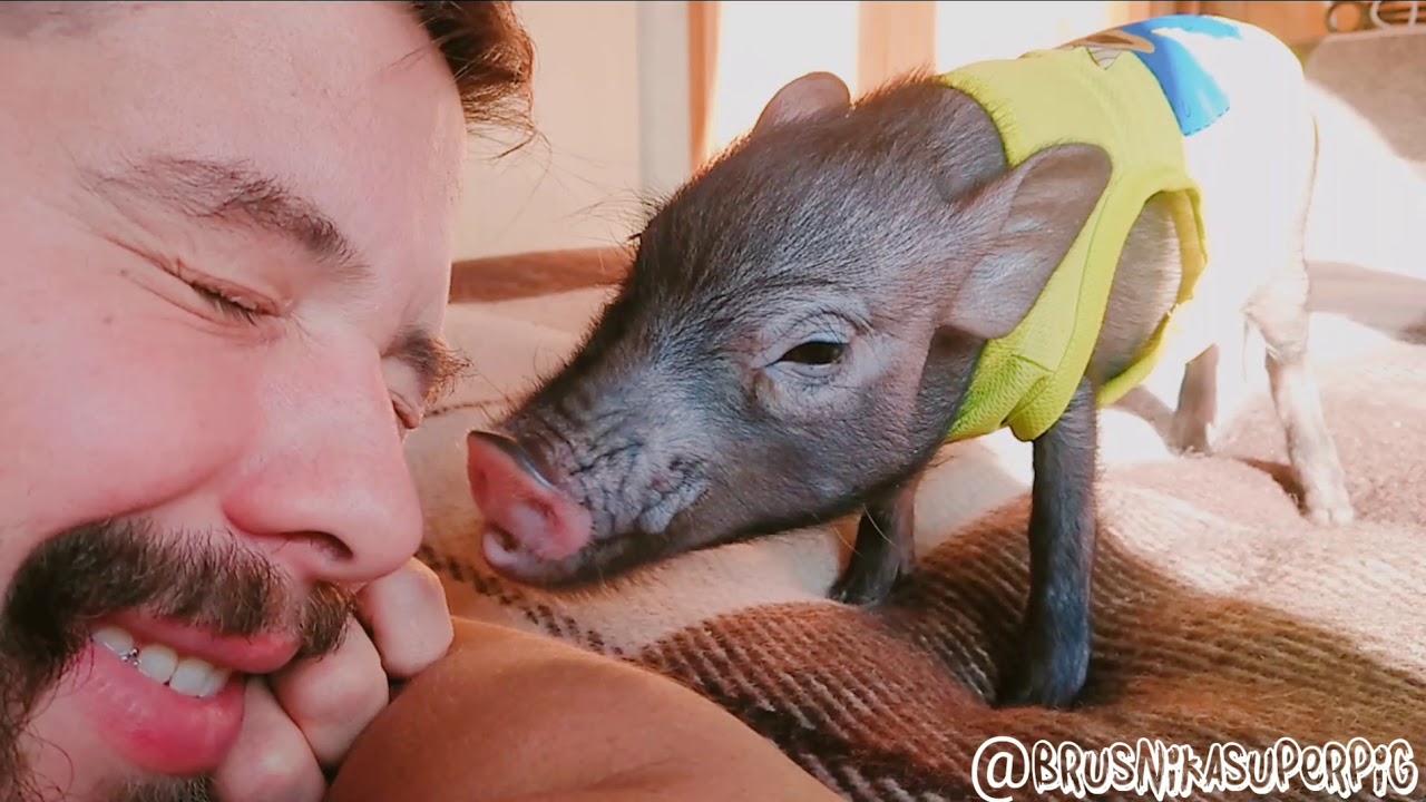 Baby animals, micropigs love, minipig. ЛЮБИТ - НЕ ЛЮБИТ. Поросенок ...