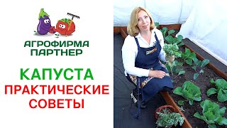 КАПУСТА. ПРАКТИЧЕСКИЕ СОВЕТЫ.