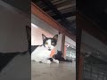 Ufac gato dormir e susto