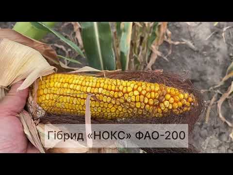 Демонстраційні ділянки гібридів
