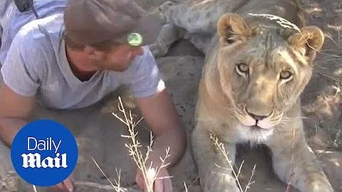 Amazing bond shared by a man and a lioness