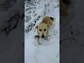 Пси тішаться першому снігу