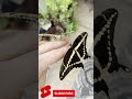 Butterfly Videos #Tiktok #butterfly #shorts | Flying Butterfly Videos 14
