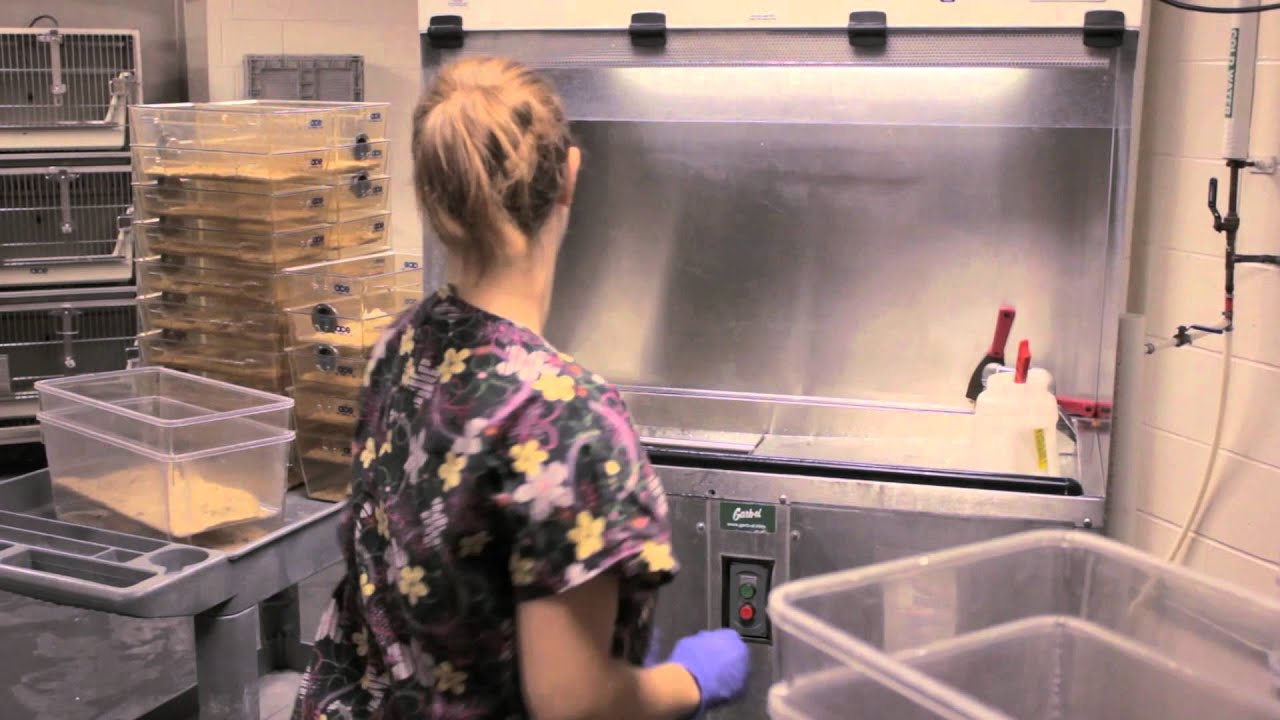 Laboratory Animal Resources YouTube
