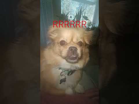 rrrrrrrrr