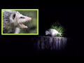 What Should You Do If You See An Opossum In Your Garden?