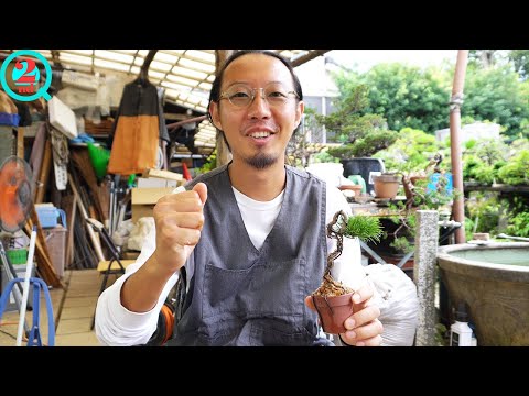 How to fix unstable Japanese white pine with roots [2nd] - YouTube