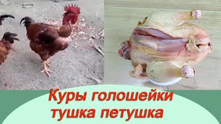 Куры/ Голошейки Испанка/ Тушка петушка