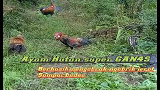 Mikat AYAM HUTAN super GAN4S // JERAT sampai LUDES