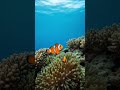 🐠 Real Clownfish in the Wild — So Cute & Colorful! #Shorts