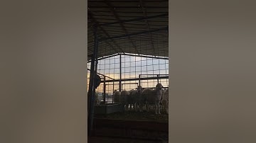 دحيم الحماد ١٤٤٢هـ تلاوة من سورة الذاريات