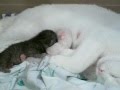 kittens fighting over their mom's milk