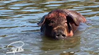 El Cerdo Ibérico y las Bellotas Acuáticas