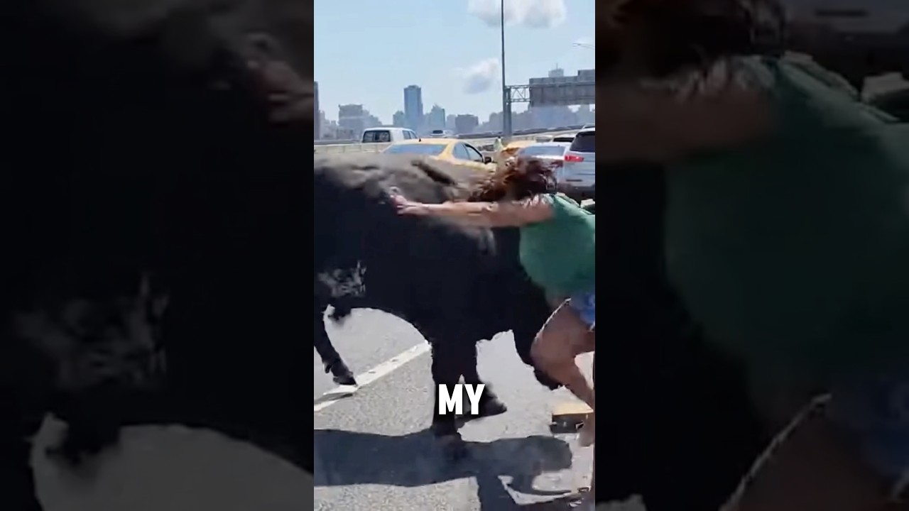 Wild Bull Chaos on NYC Highway