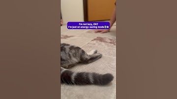 I’m not lazy ,Ok?..I’m just on energy _saving mode #cute #cute #kitten #cuteanimals #funny #funny