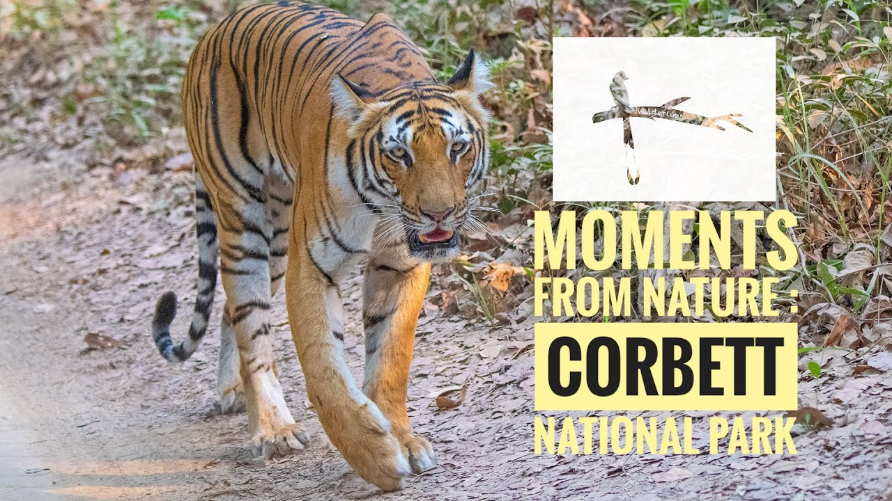 jim corbett safari video