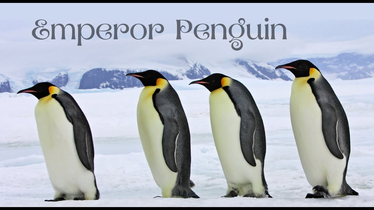 🐧 Emperor Penguins🇦🇶 (full-screen, full audio track version) - YouTube