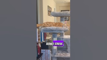 The benefits of having lazy days 🥺🤔 #catshorts #cat #catlover