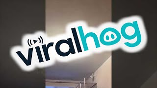 Asking a Magpie to Turn on the Lights || ViralHog