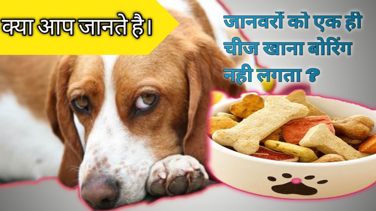 Do Animals Get Tired Of Eating The Same Food Do Animals Get Bored YouTube