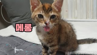 역대급 개냥이 뚜바, 고양이 키우고 싶어지는 영상